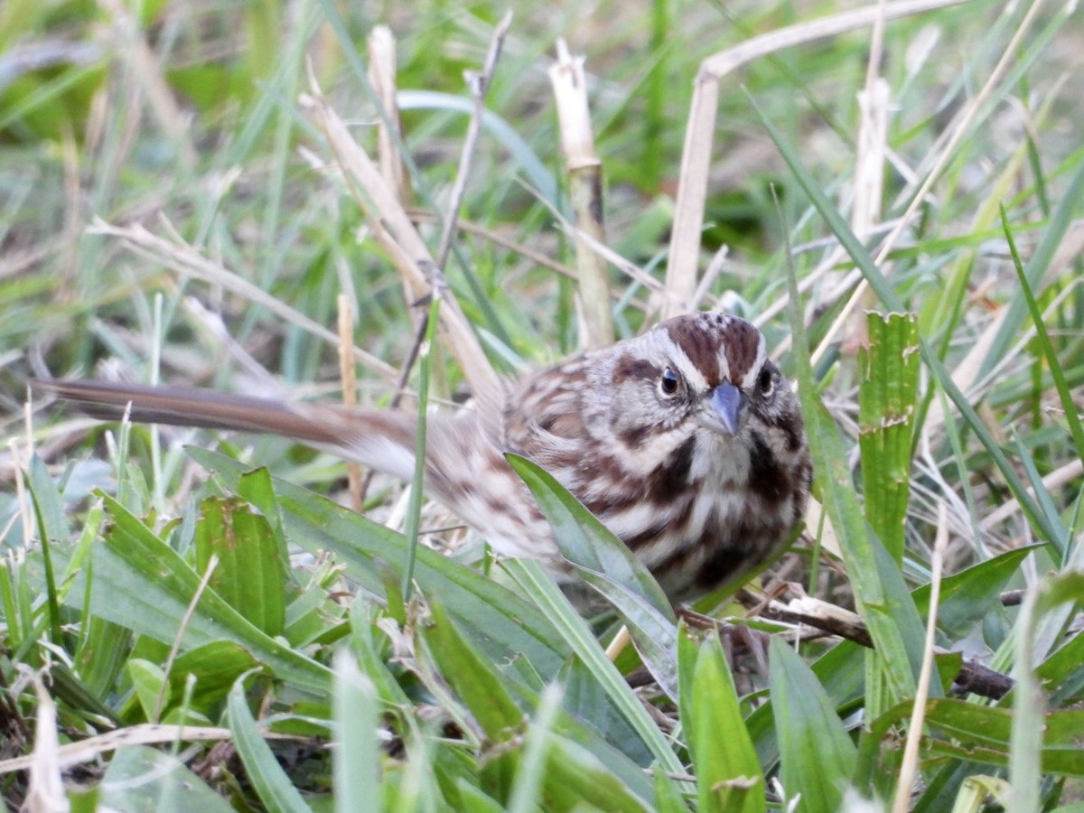 Song Sparrow - ML644938152