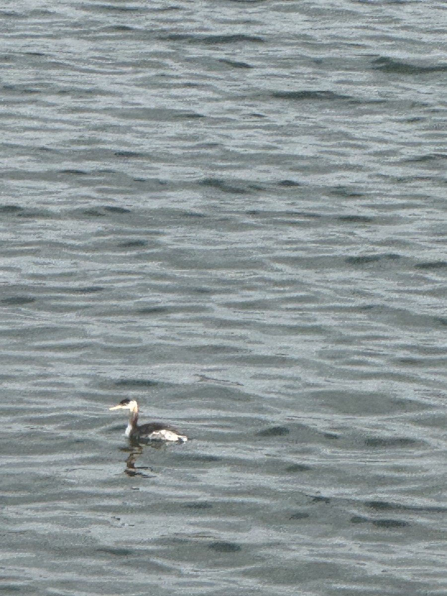 Red-necked Grebe - ML644938162