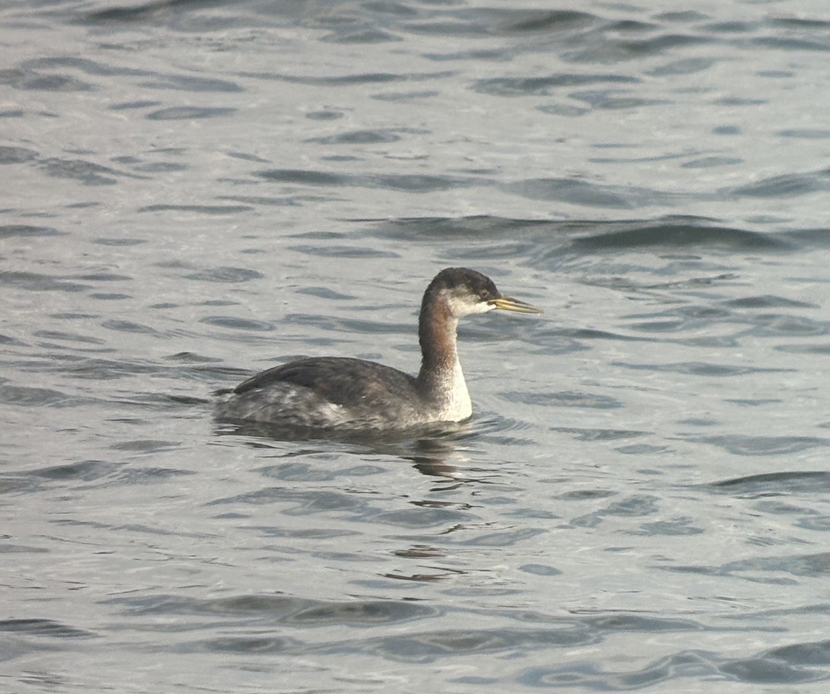 Red-necked Grebe - ML644938167