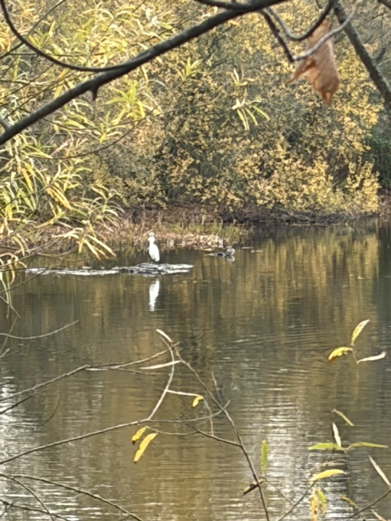 Little Egret - ML644938176