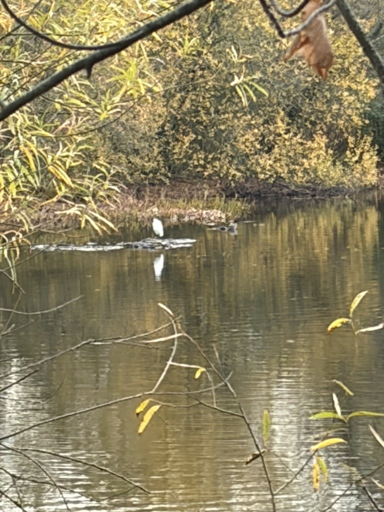 Little Egret - ML644938177