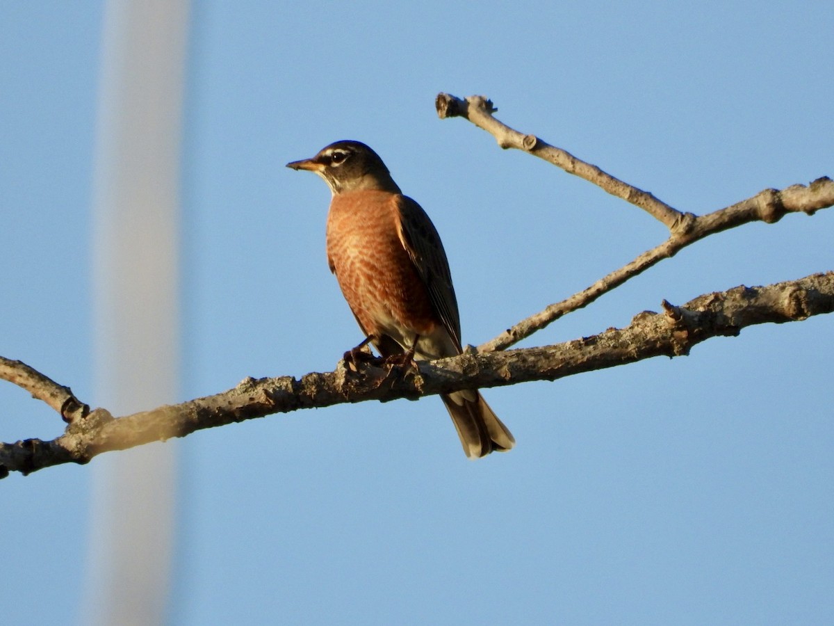 American Robin - ML644938184