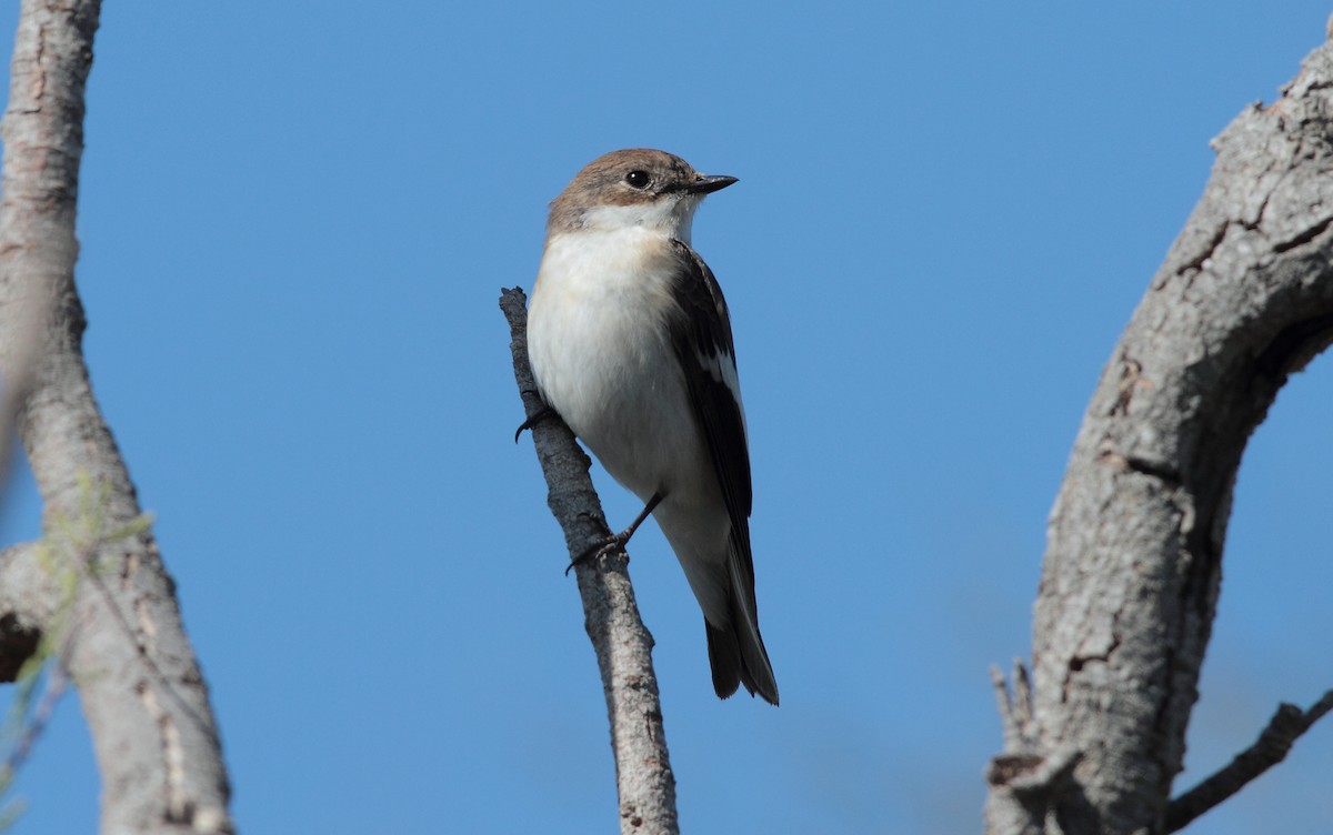European Pied Flycatcher - ML644938190