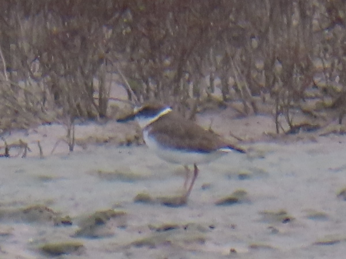 Wilson's Plover - ML644938192