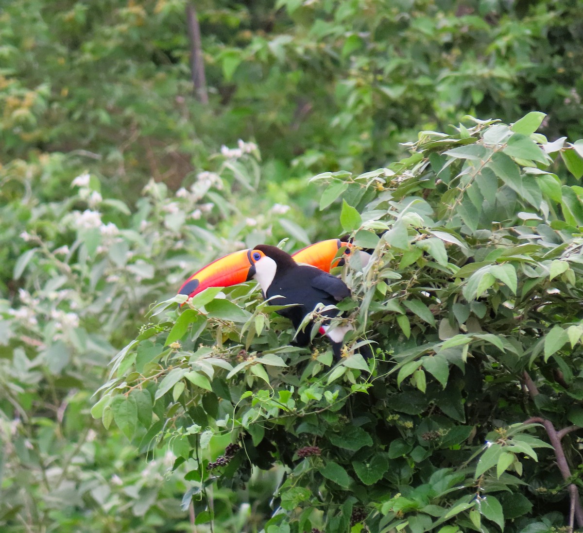 Toco Toucan - ML644938202