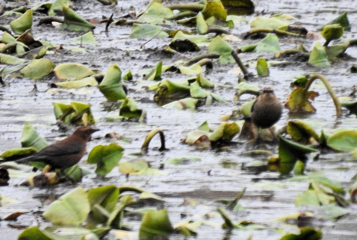 Wilson's Snipe - ML644938221