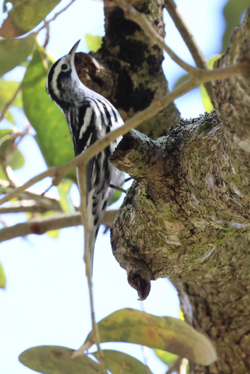 Black-and-white Warbler - ML644938227