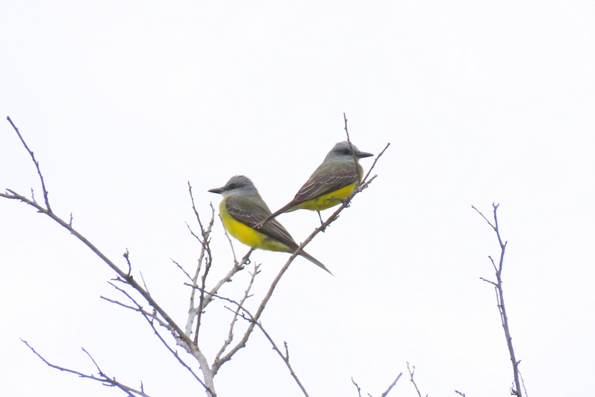 Tropical Kingbird - ML644938233