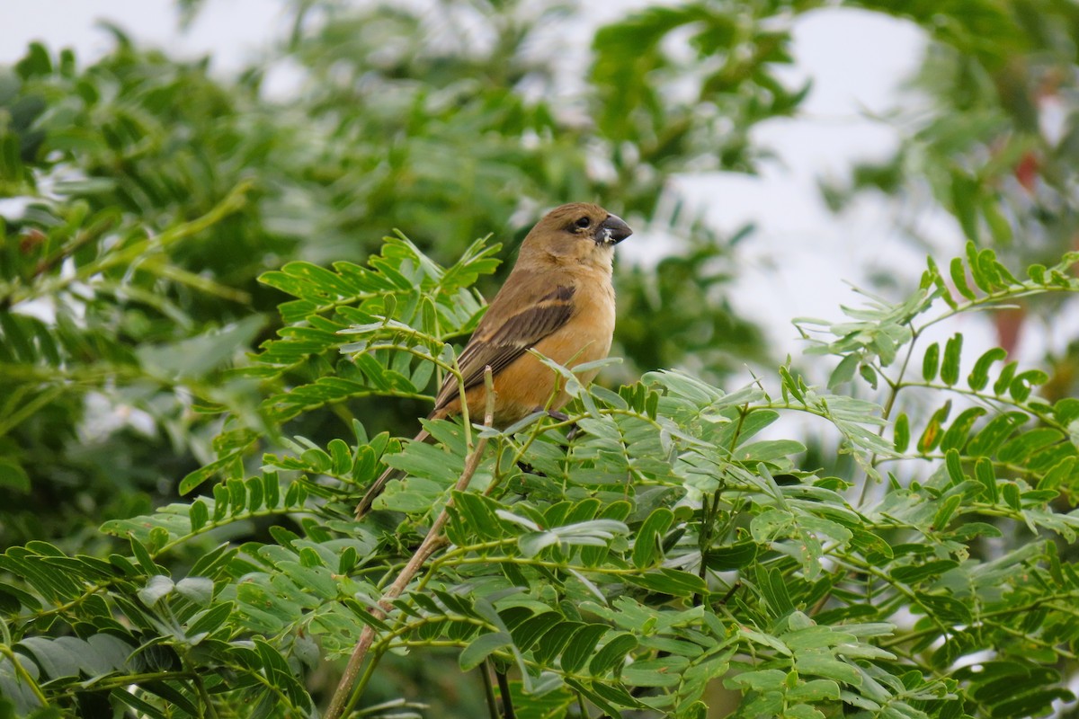Rusty-collared Seedeater - ML644938268