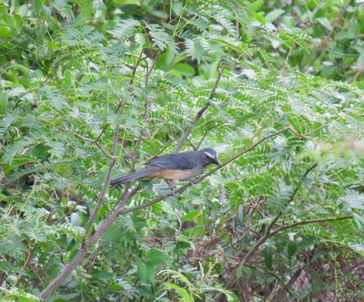 Bluish-gray Saltator - ML644938272