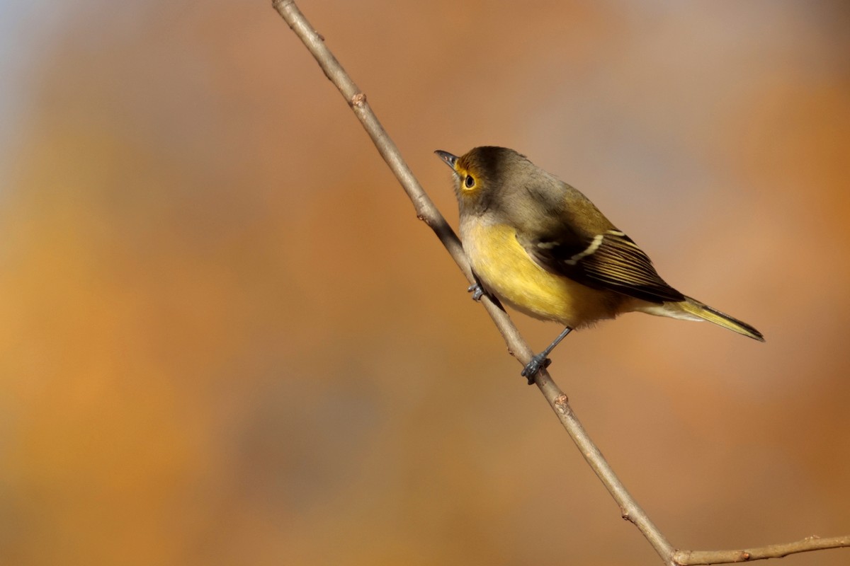White-eyed Vireo - ML644938275