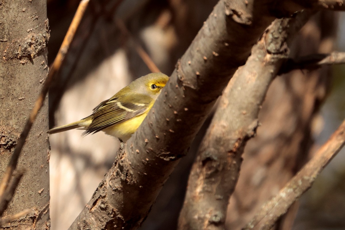 White-eyed Vireo - ML644938276