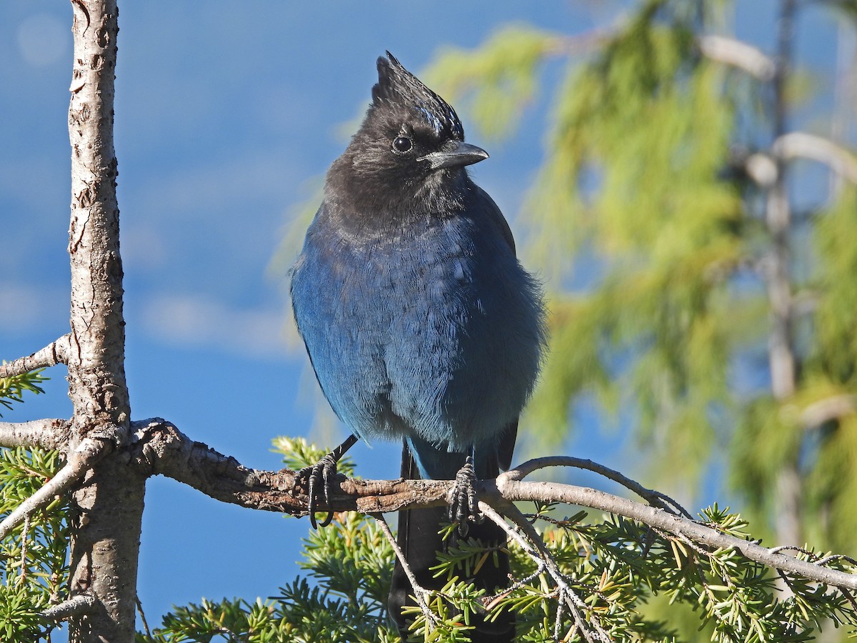 ステラーカケス - ML644938279