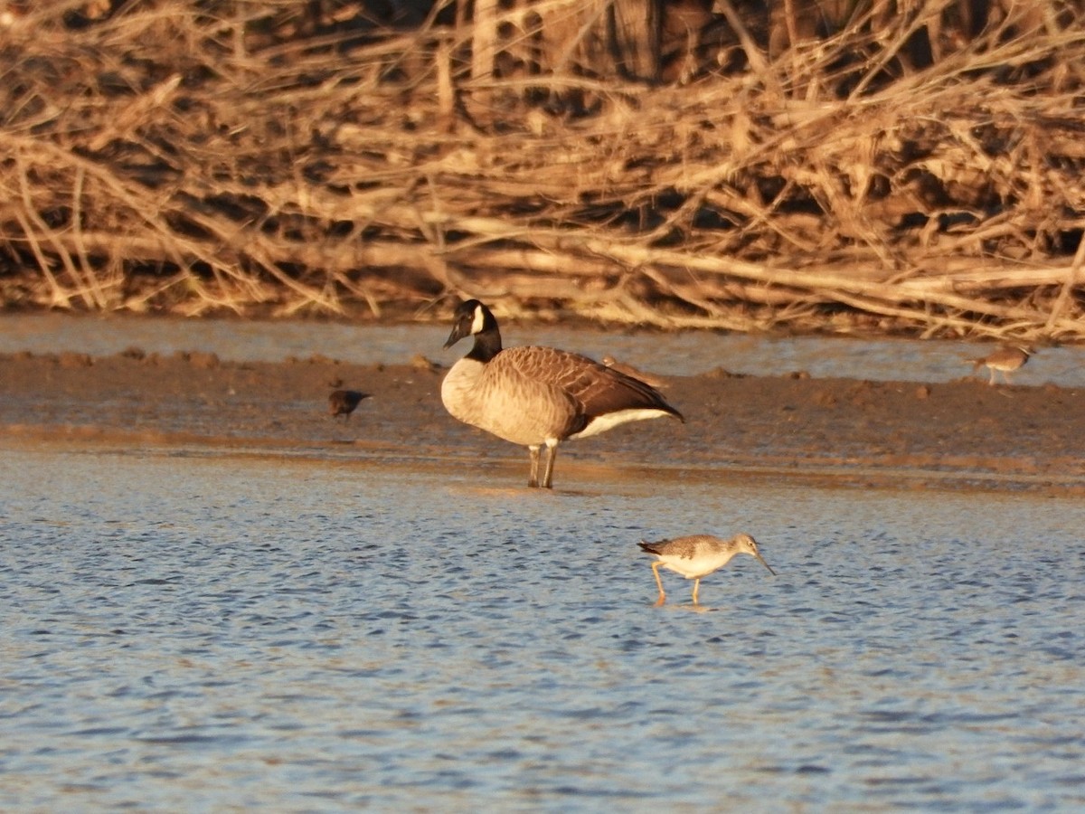 Canada Goose - ML644938280