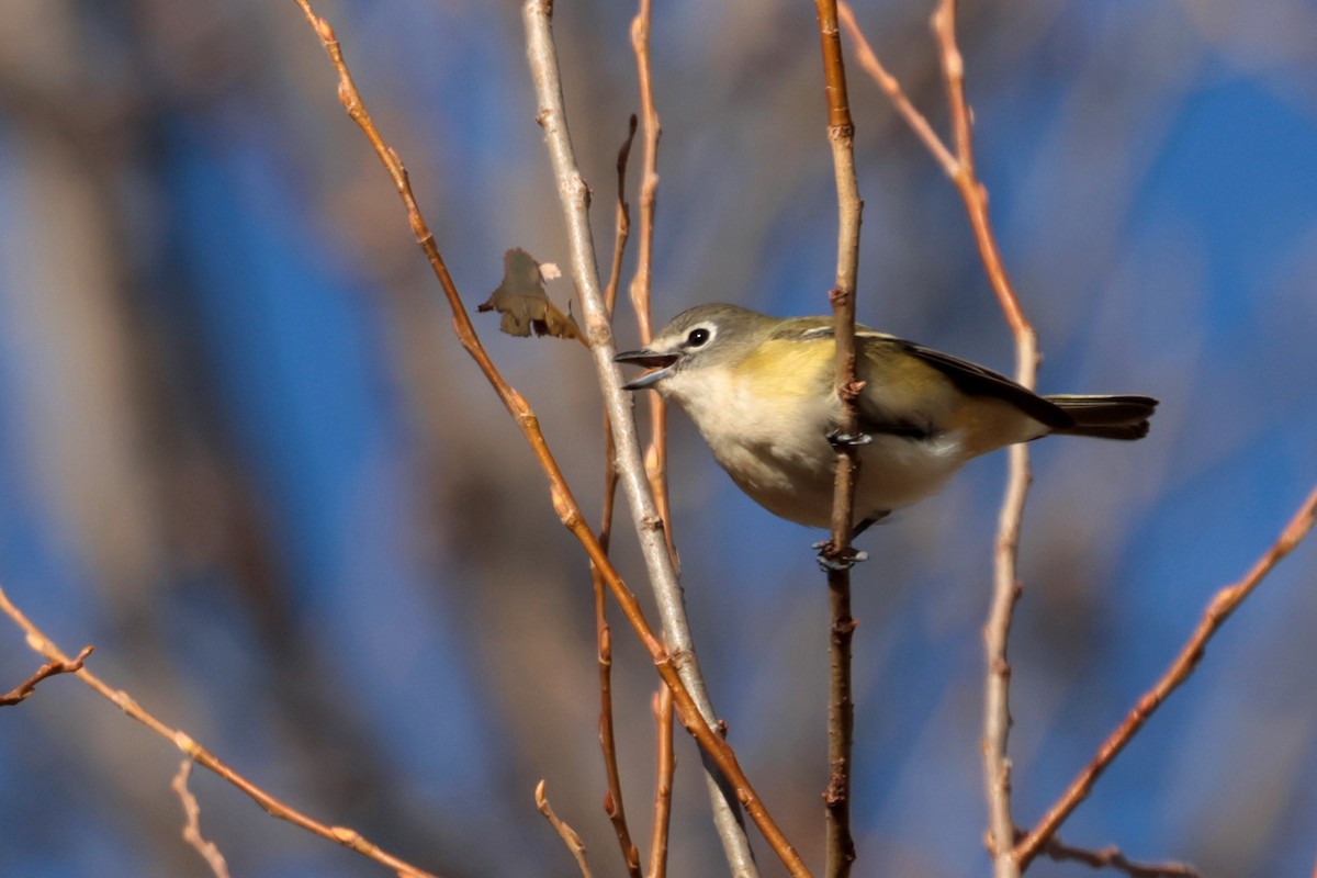 Blue-headed Vireo - ML644938283