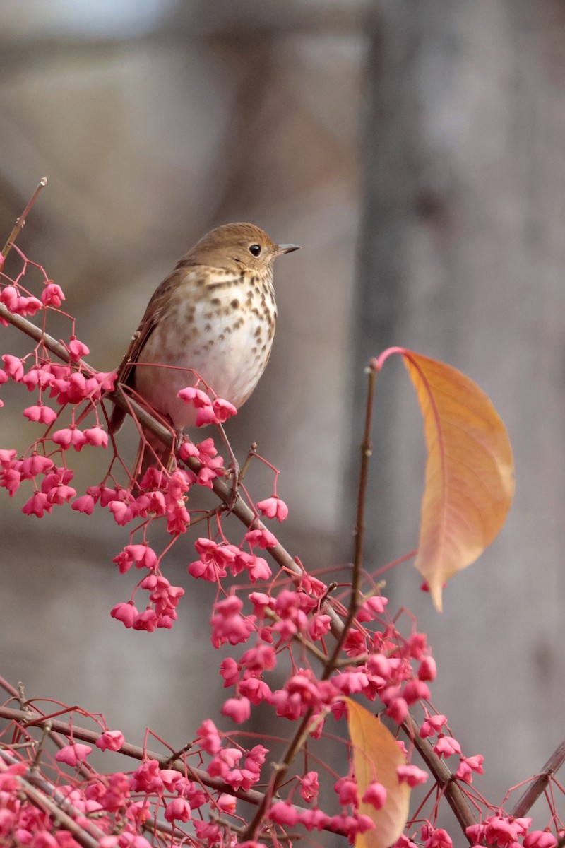 Hermit Thrush - ML644938291