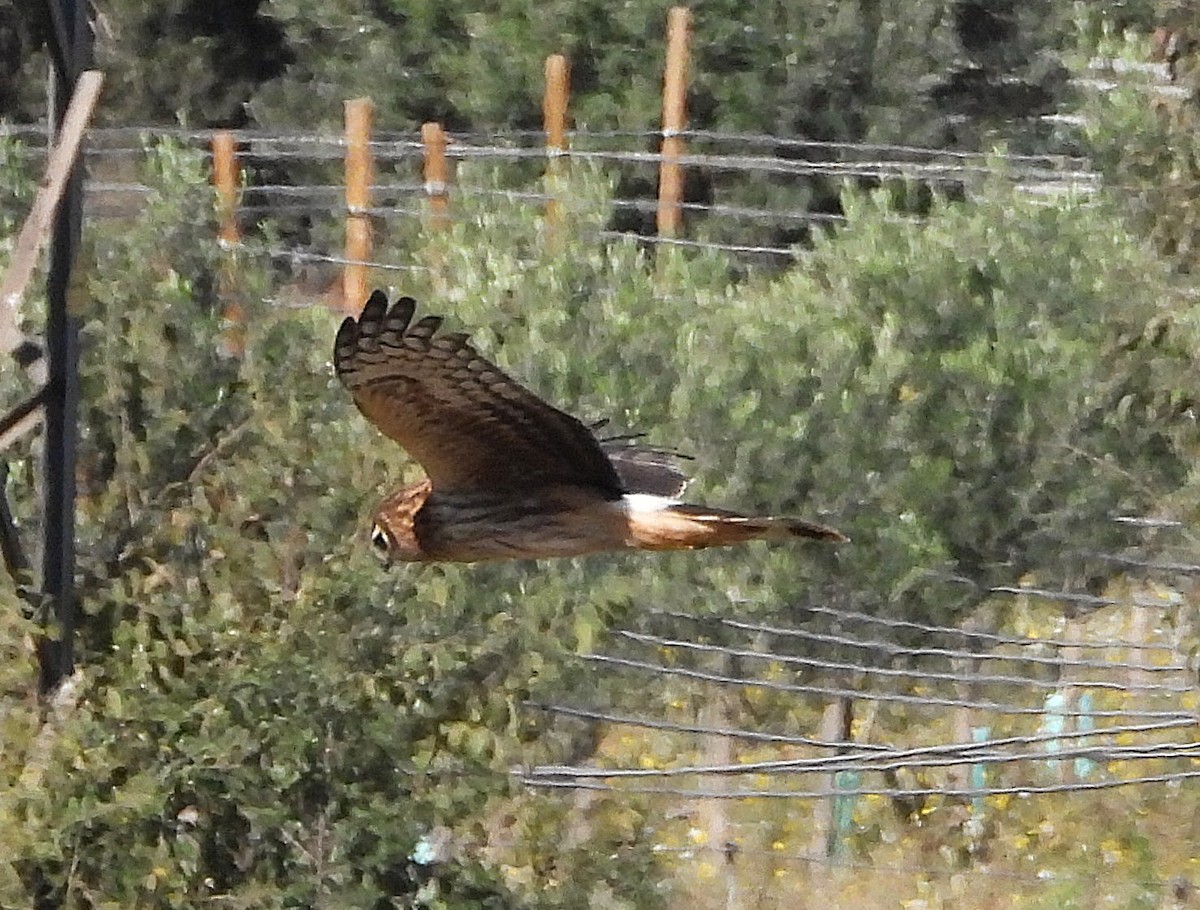 Hen Harrier - ML644938301