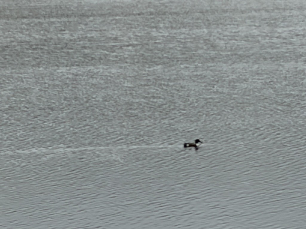 Northern Shoveler - ML644938314