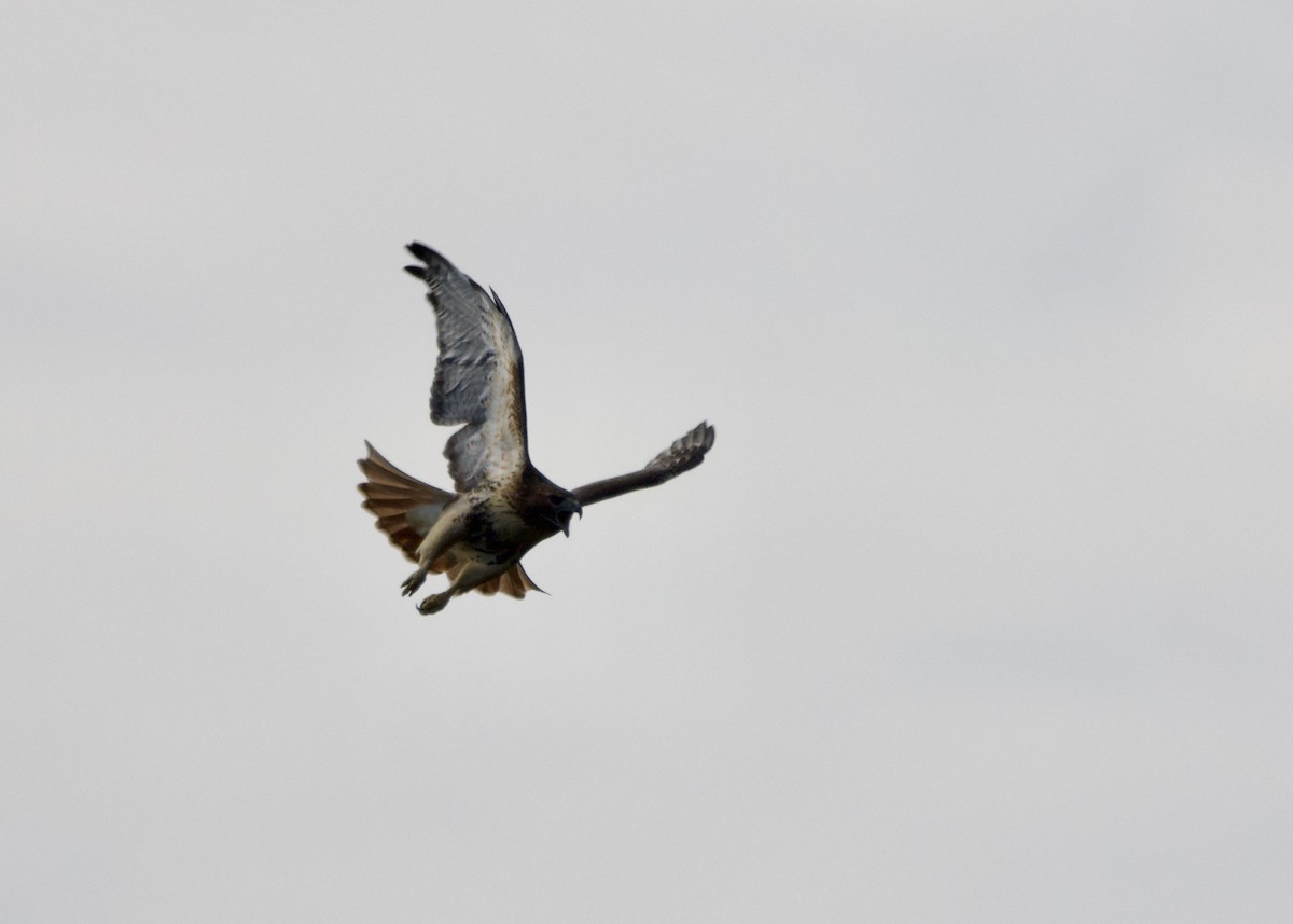 káně rudochvostá - ML644938325