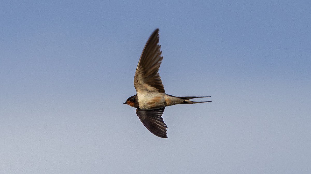 vlaštovka obecná - ML644938331