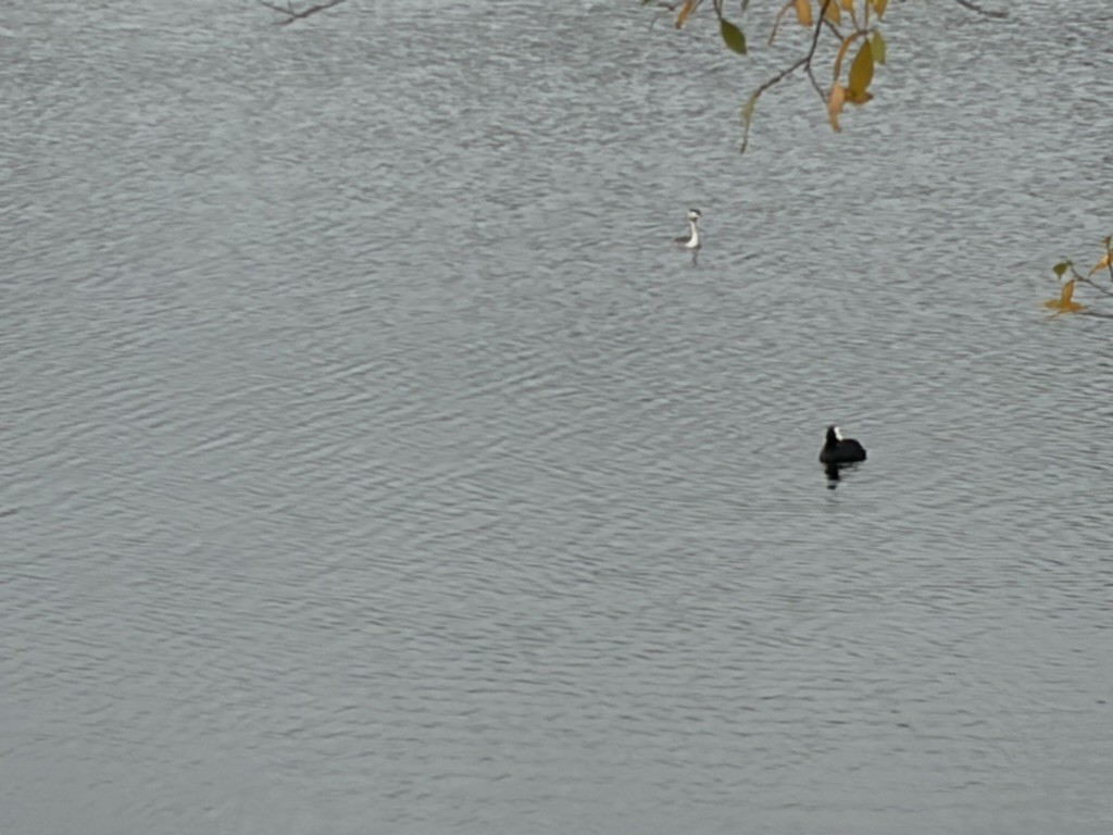 Great Crested Grebe - ML644938335