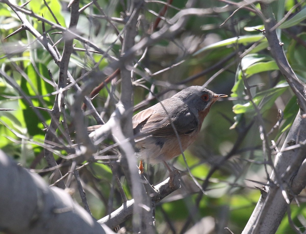 pěnice vousatá - ML644938357