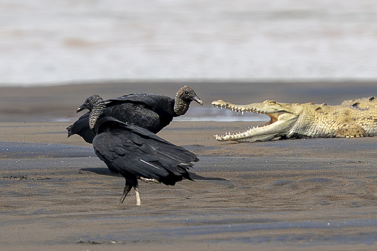 Black Vulture - ML644938372