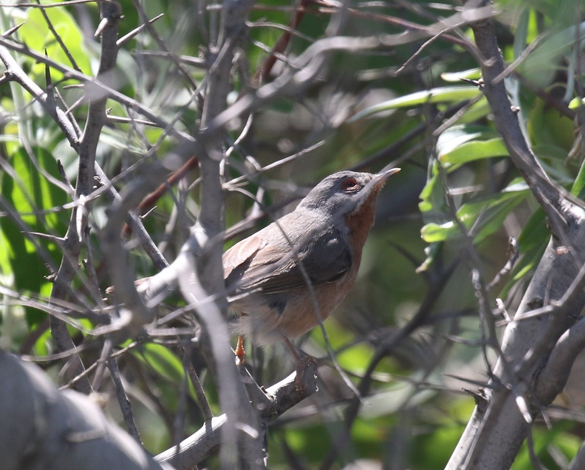 pěnice vousatá - ML644938377