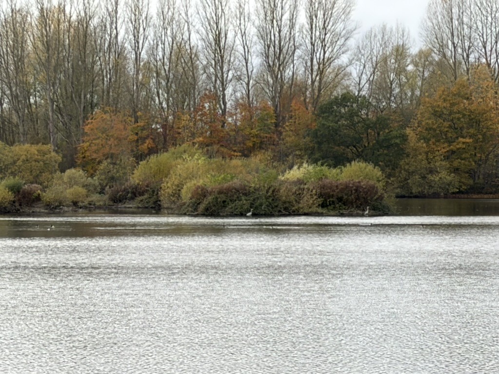 Gray Heron - ML644938379