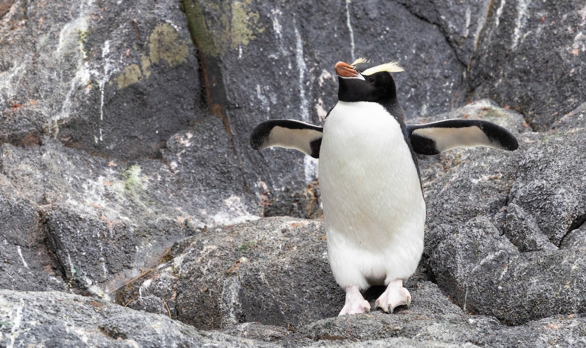 Erect-crested Penguin - ML644938391