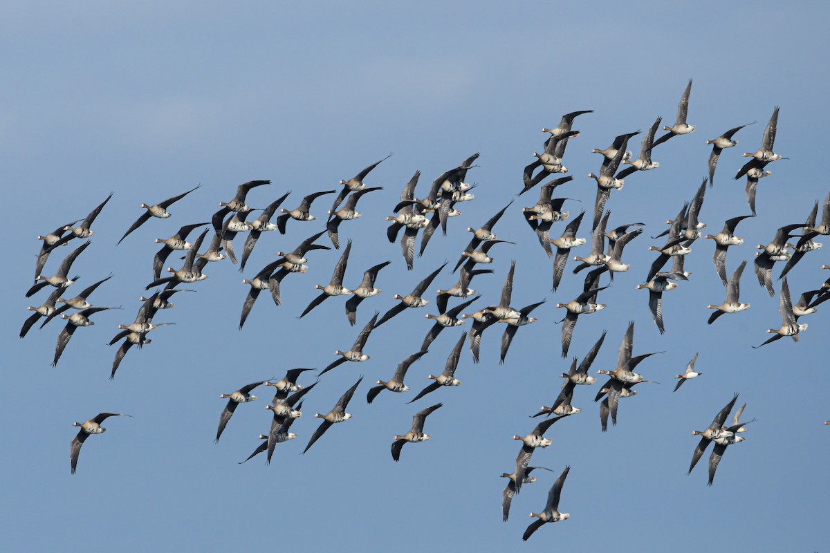 אווז לבן-מצח - ML644938393