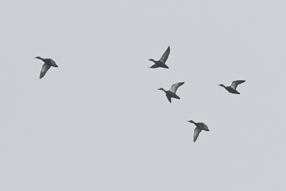 American Black Duck - ML644938396