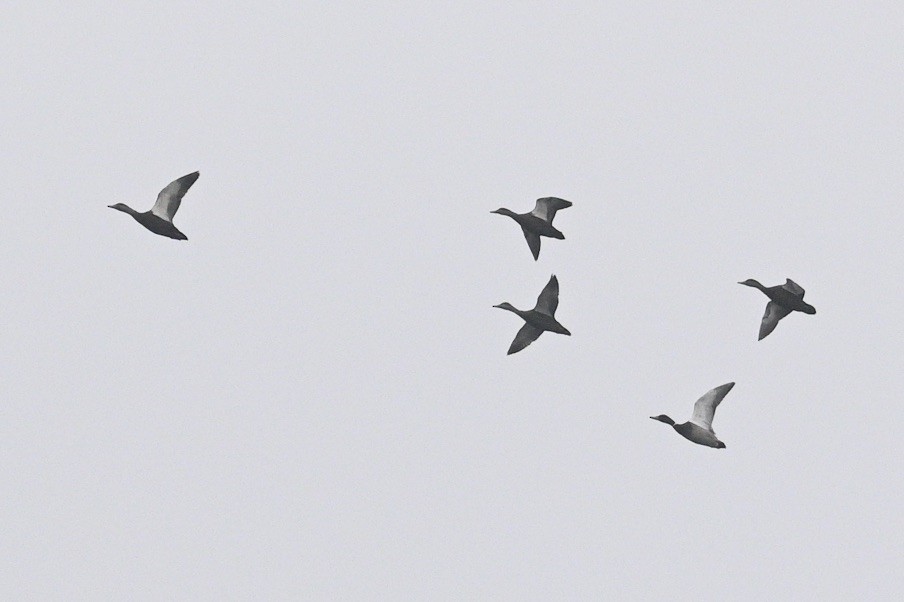 American Black Duck - ML644938397