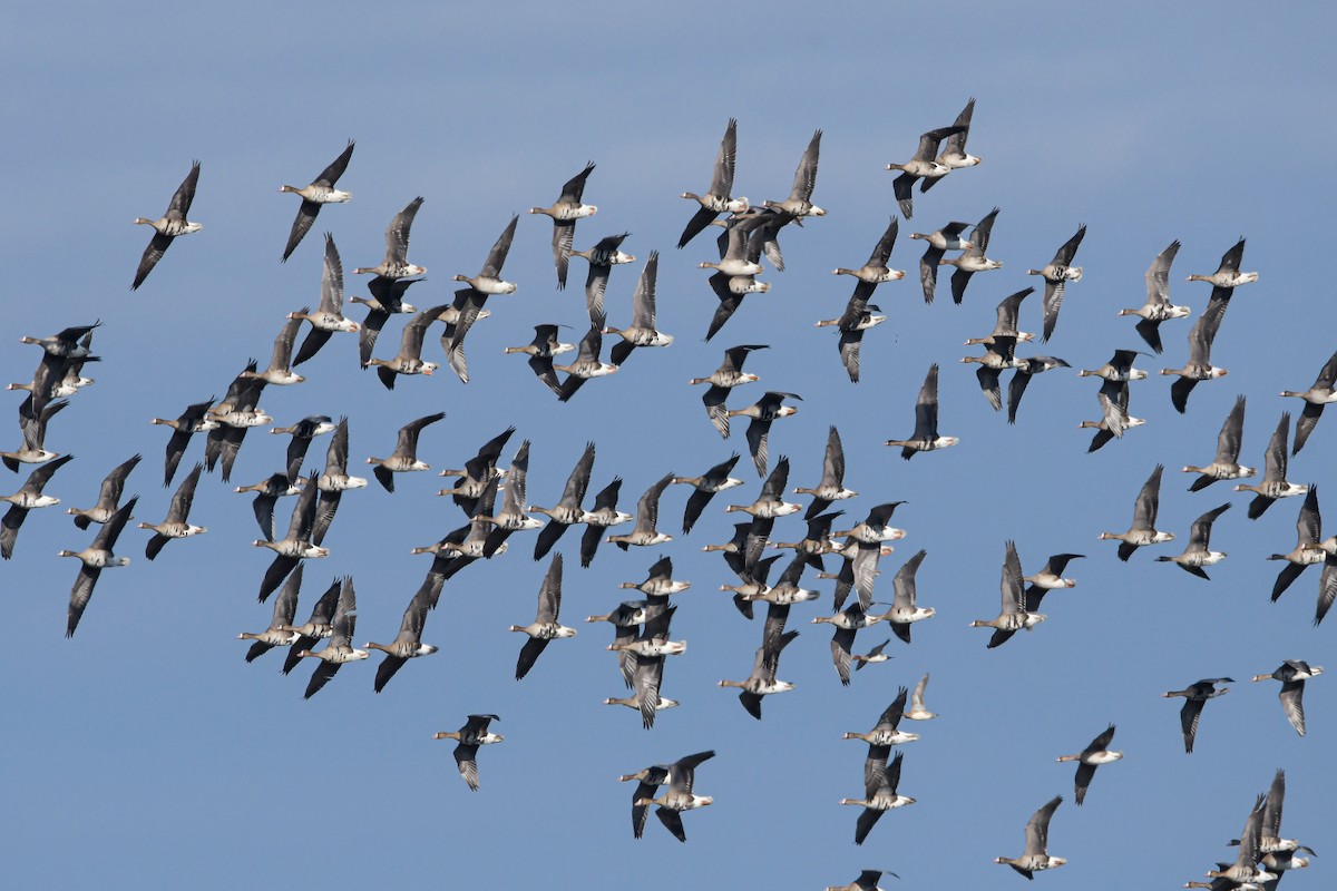 אווז לבן-מצח - ML644938401