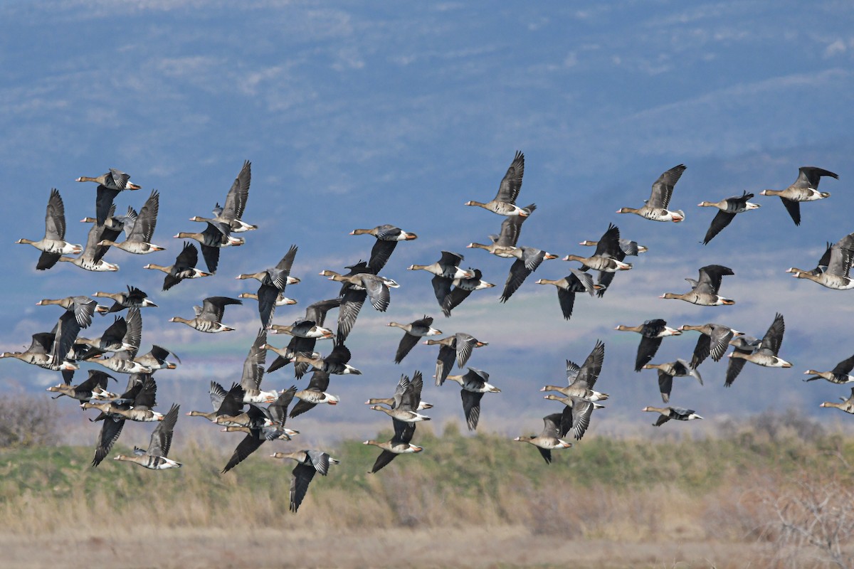 אווז לבן-מצח - ML644938418