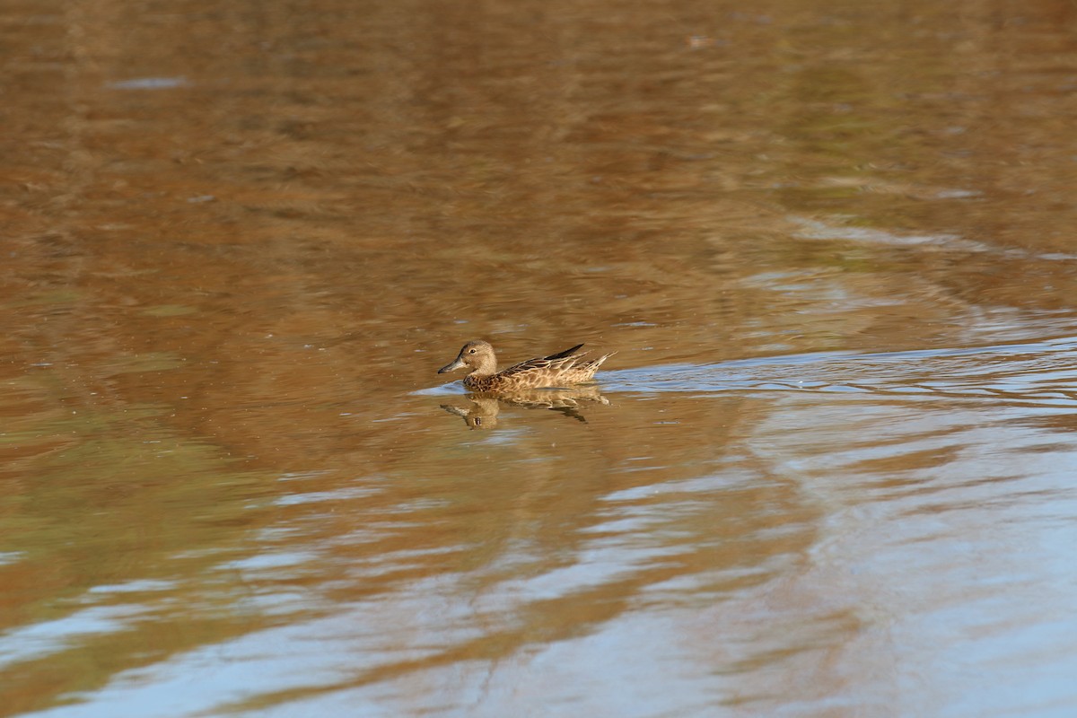 Cinnamon Teal - ML644938431