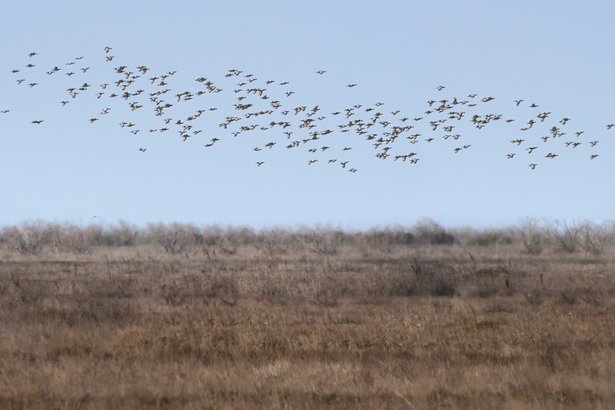 חובה קטנה - ML644938434