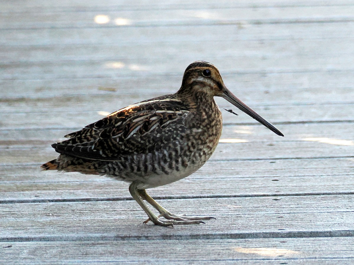 Wilson's Snipe - ML644938442