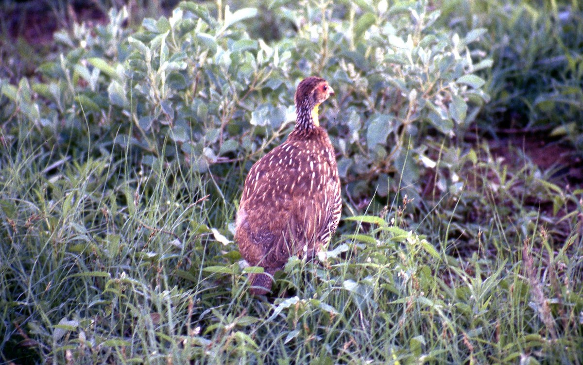 Yellow-necked Spurfowl - ML644938454