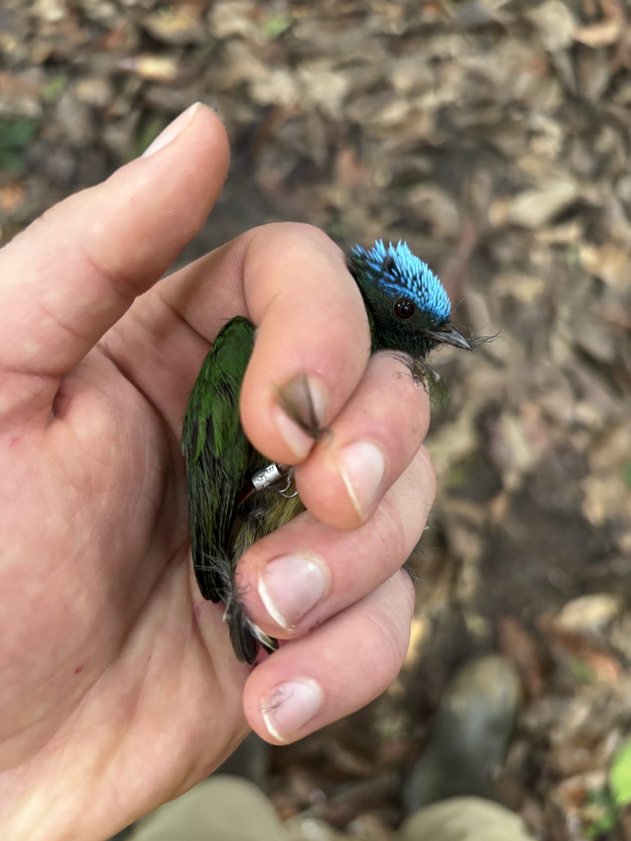 Blue-capped Manakin - ML644938475