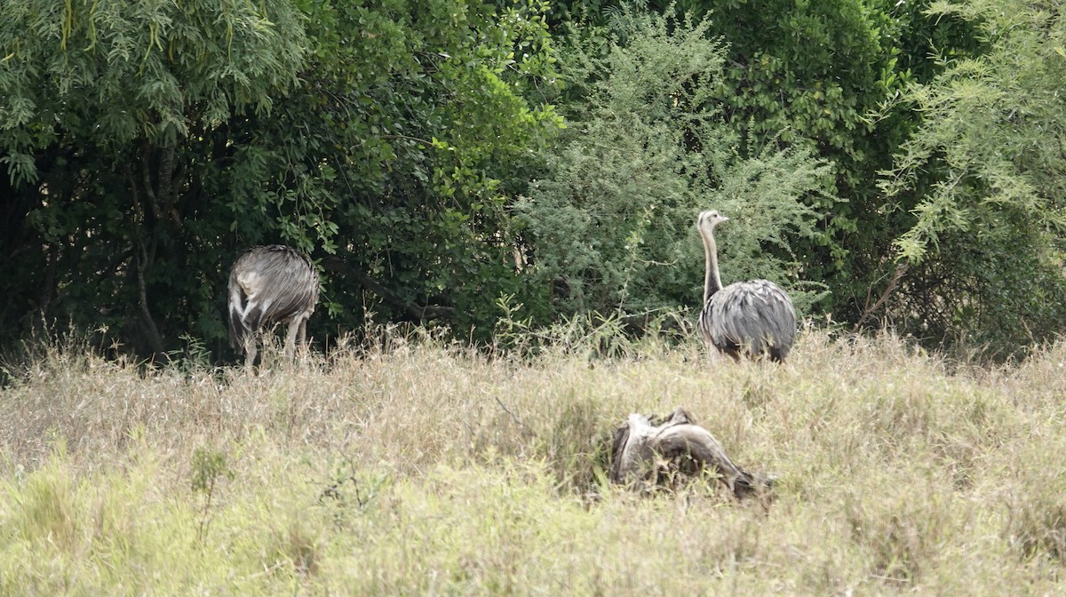 Greater Rhea - ML644938491
