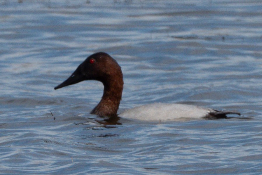 Murgilari bizkarzuria - ML644938492