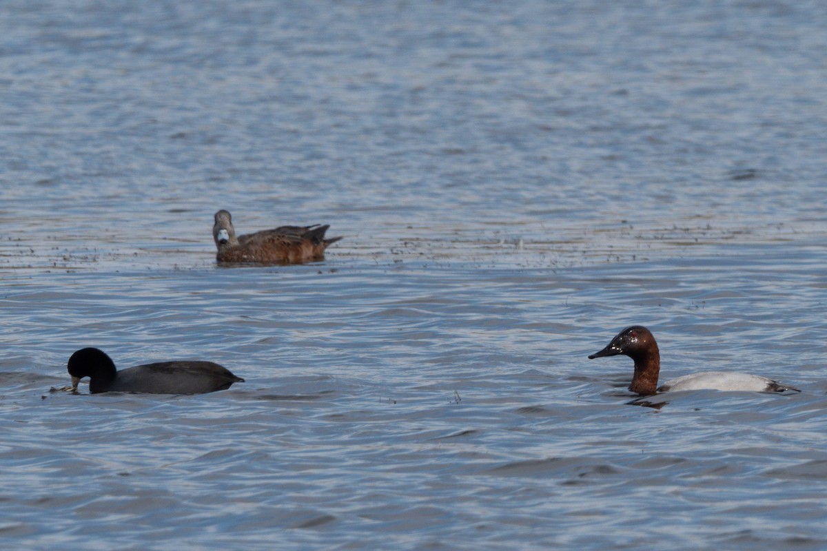 Murgilari bizkarzuria - ML644938494