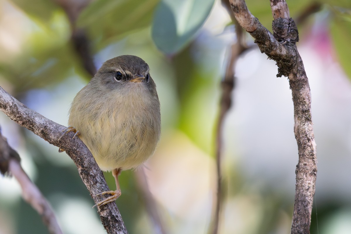 Yellowish-bellied Bush Warbler - ML644938507