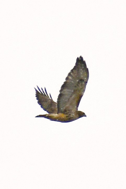 Red-tailed Hawk (abieticola) - ML644938514