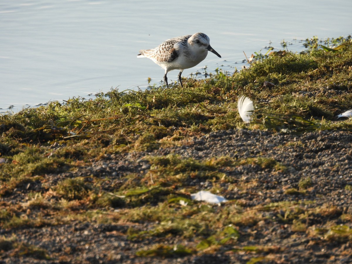 jespák písečný - ML644938519