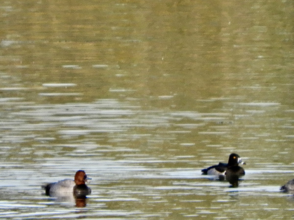 polák proužkozobý - ML644938528