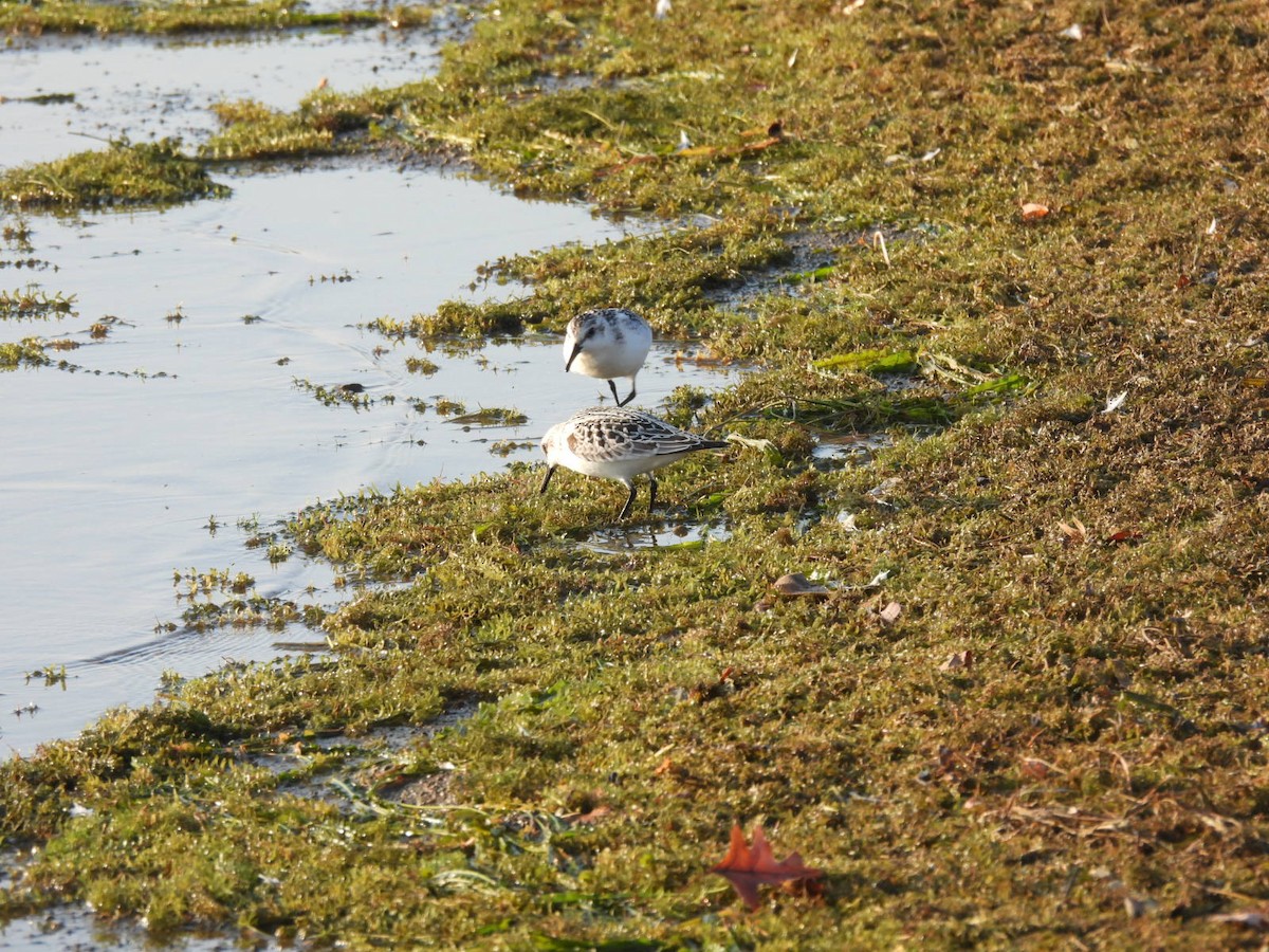 jespák písečný - ML644938532