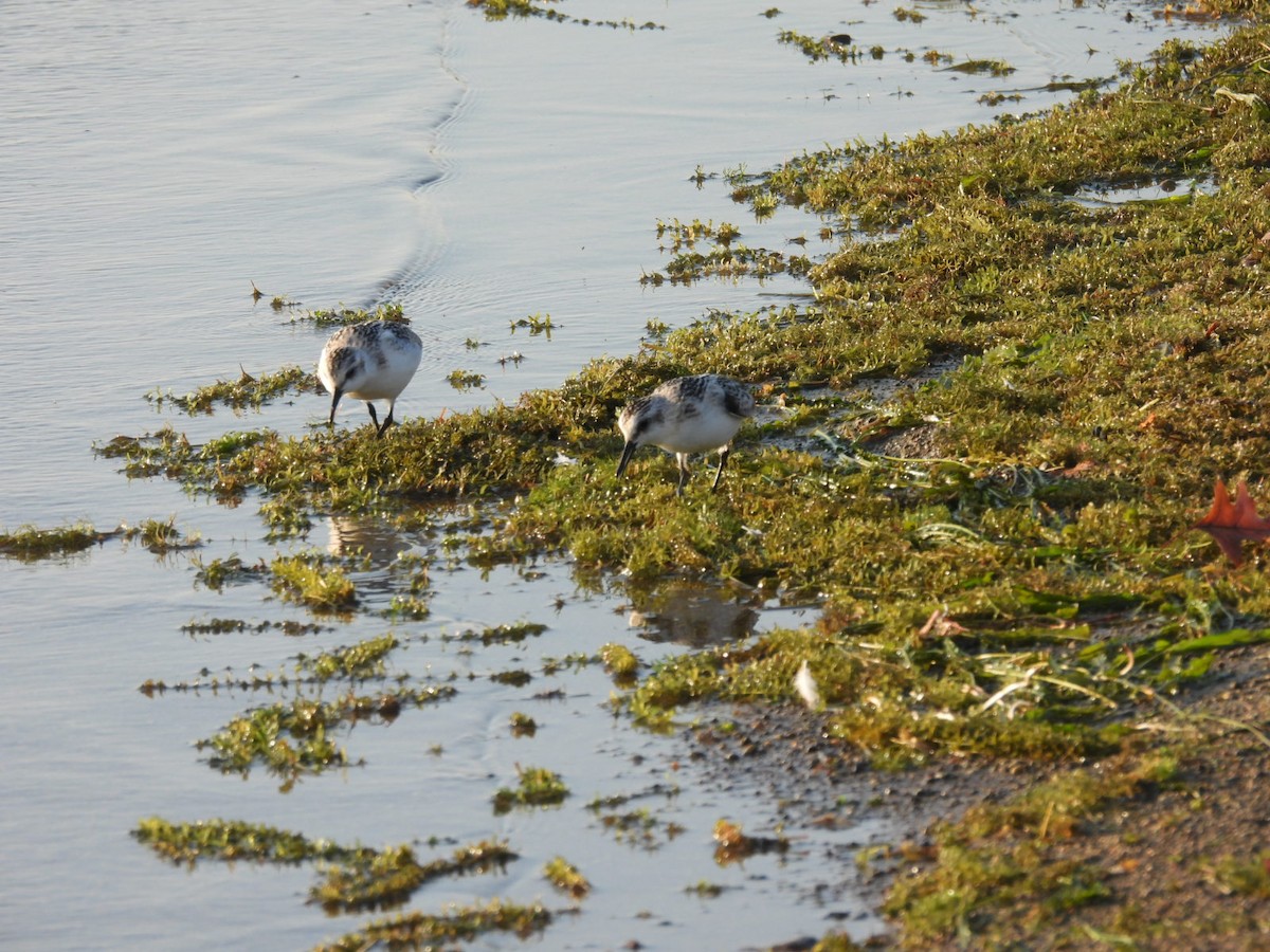 jespák písečný - ML644938557