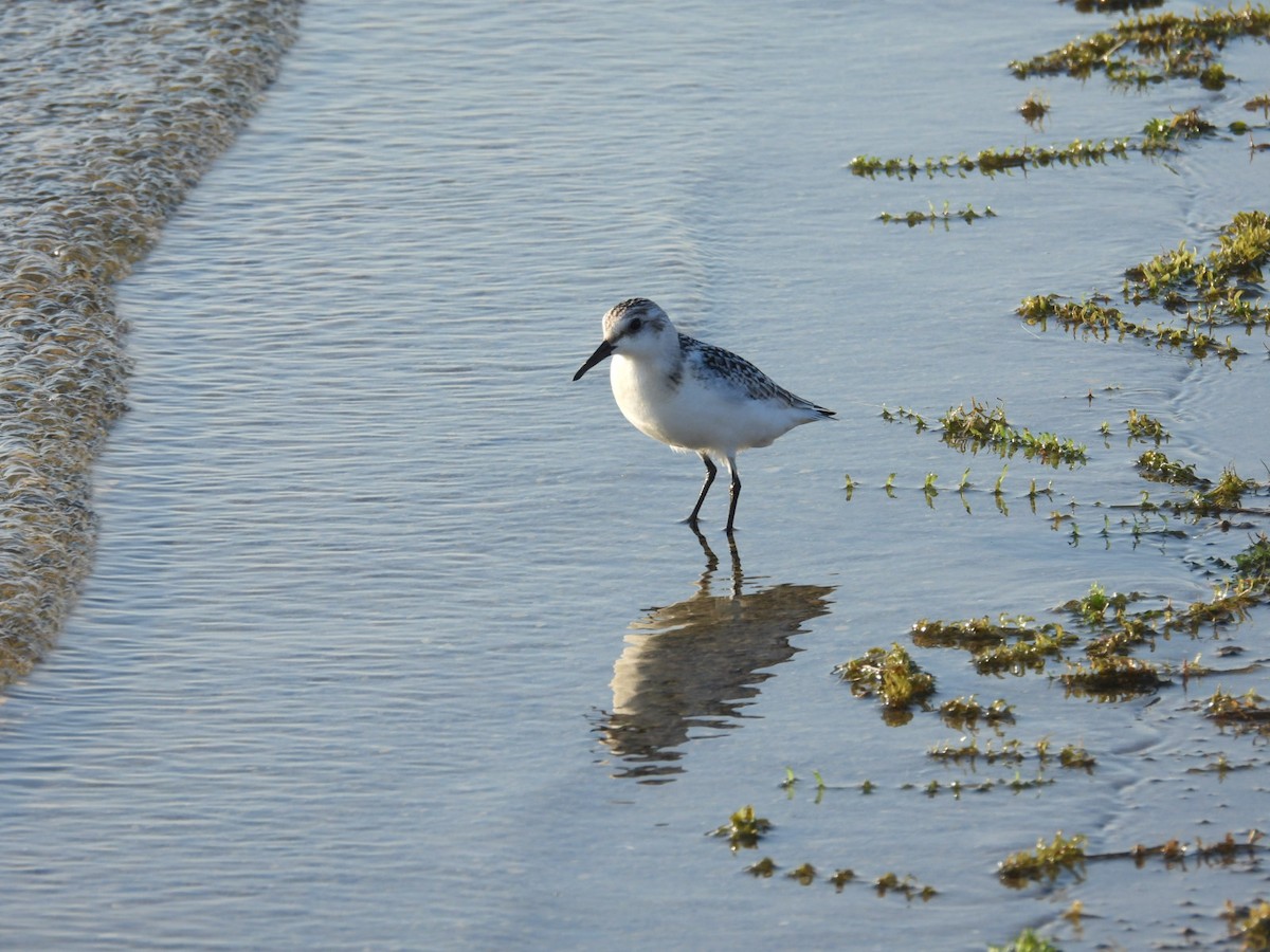 jespák písečný - ML644938558